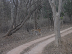 The tiger in Pench. Clicked by junior.